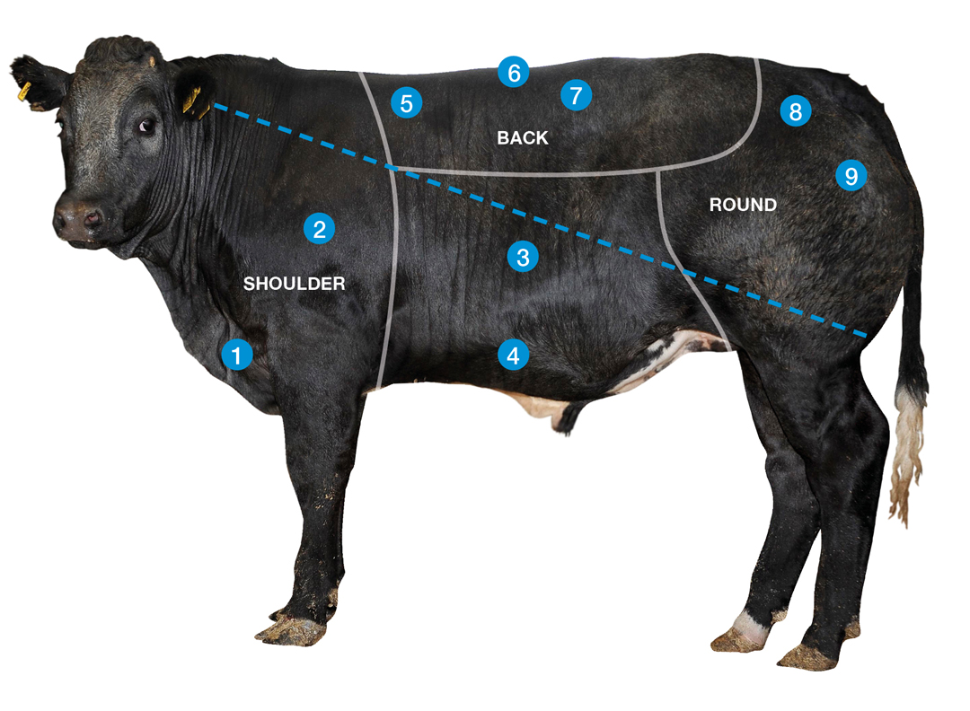 Image of a beef cow with markers on to show what to look for when judging stock. Markers run from 1 to 9. 1 - Brisket, 2 - Shoulder, 3 - Ribs, 4 - Belly, 5 - Chine, 6 - Topline, 7 - Loin, 8 - Rump and 9 - Hindquarters. 